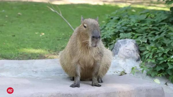 РГ-Девелопмент взял под опеку капибару из Московского зоопарка