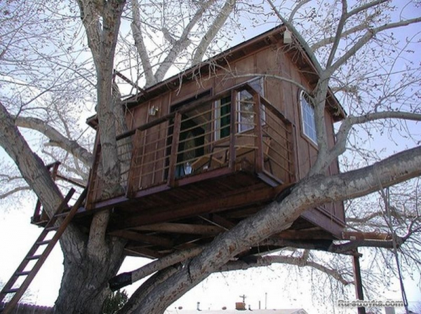 Домик на дереве Домик на дереве