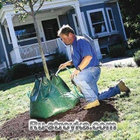 Как посадить дерево.