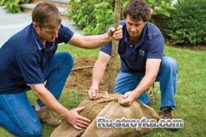 Как пересадить дерево.